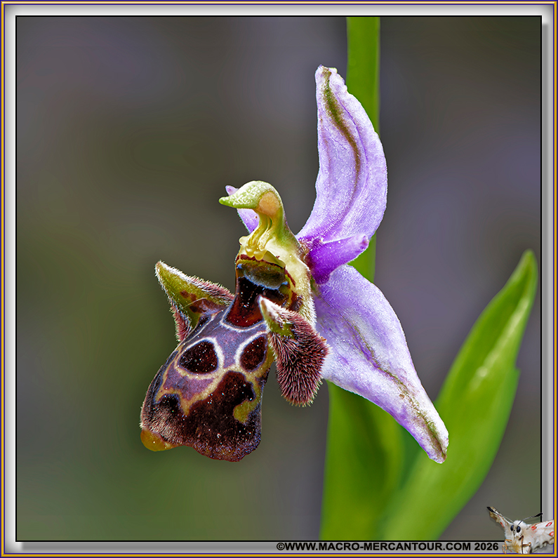Ophrys Abeille